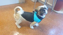 Coat Jacket Pet-Padded-Vest Dogs Zipper Pug Warm Small Para Waterproof Chihuahua Winter