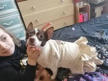 Warm Pet Dog Dress Vest Jacket For Dogs Cats Winter Chihuahua Yorkies Clothes Maltese