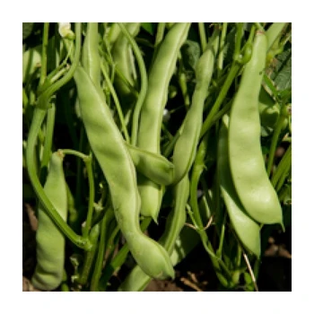 

EBRO Fasulye Oturak Tohumu (2 Kg)