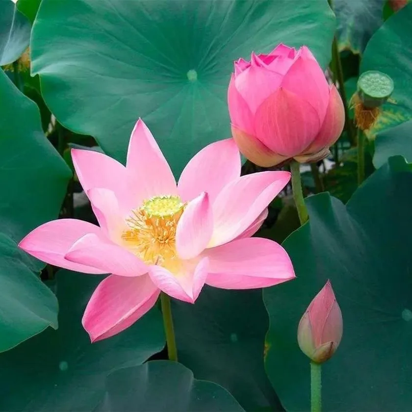 Lotus walnut seeds 5 PCs