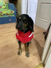 MySudui Medium Big Dog Winter Clothes For Dogs Pets Clothing Reflective Dog Jackets Outdoor