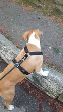 Leash Seat Dog-Leads-Belt Dog-Harness Pet Bulldog-Labrador Safety Small French Medium