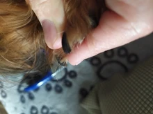 Cortaúñas para mascotas, cortauñas para perros, cortaúñas para gatos de acero inoxidable, tijeras para garras de Animal cortado