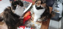 Usb-Charger Fish-Cat-Toy Chew Moving Funny Electric Kitten-Plaything-Supplies Bite Simulation-Wagging