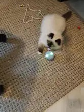 Toy Cat-Toy Ball-Rolling Productos Interactive Electric Colorful Automatic Para Led Ear