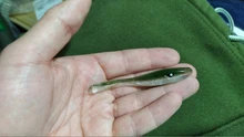 Artificial-Bait Fishing-Tackle Worm-Shad Saltwater-Bass Crazy Eel BLUX Needfish Silicone