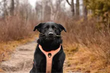 Pet-Harness Truelove Walk Padded Seat-Belt Handle Reflective-Dog Adjustable Small Soft