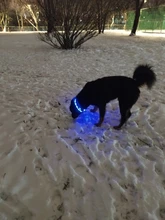 Collares de luz LED para perros de compañía, collares luminosos recargables y parpadeantes para perros de noche, Collar luminoso USB, decoración para el cuello que brillan en la oscuridad