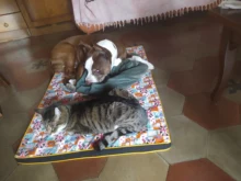 Cama grande para perro, colchoneta de espuma viscoelástica, transpirable, colchón ortopédico de fondo Oxford, para mascota mediana grande pequeña