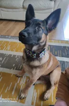 Personalized Fabric Super Strong Durable Martingale Collars for Dogs Heavy Duty Duty