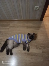 Antumn-ropa de invierno para gatos abrigo de suéter Katten para perros, disfraz de gato para perros pequeños, Chihuahua, Pugs, Bulldog francés