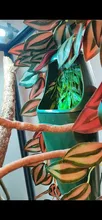 Humidify Terrarium-Amphibian Lizard Pet-Feeding Habitat Water-Food-Dispenser Reptile-Drinking-Fountain