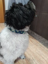 Collar de nailon personalizado para perros pequeños, medianos y grandes, con estampado colorido, correa para caminar