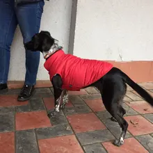 Abrigo de invierno para mascotas, ropa cálida para perros pequeños, abrigo de Navidad para perros grandes, chihuahua