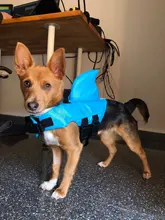 Chaleco salvavidas para perro, chaqueta salvavidas, ropa de baño para perros, traje de baño para mascotas, forma de tiburón