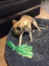 Juguete de peluche suave con 8 patas de pulpo para perros, juguete interactivo para jugar al aire libre, con sonido sonoro, juguete dental para masticar