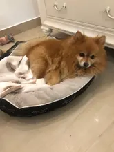 Cama para perros grandes y gatos, productos para mascotas, esterilla, banco, sofá, suministros, accesorios, para casa, cachorros, py0103