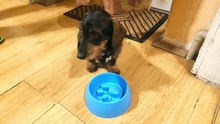 Pets-Accessories Pet-Feeder Dog-Bowl Food-Plate Anti-Choke Puppy-Bloat Slow-Eating Plastic