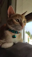Cat-Collar Breakaway Custom Personalized Bell Charms Pet-Names with Heart DIY And Printed