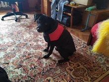 Jacket Yorkshire Terrier Padded-Coat Pet-Dog-Clothes Winter for Pitbull Chihuahua Warm