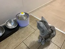 Fuente de agua automática para gatos y perros, alimentador para beber con filtro de carbón activo, tazón de bebida, dispensador eléctrico para gatos con alimentación USB fonte de agua para gato bebederos para perros
