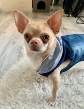 Chaleco vaquero para perro, ropa vaquera para perro, chaqueta, ropa informal para perro salchicha, Bichon, Shih, Tzu, Pitbull, 2020