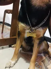 Tag-Collar Pet-Accessories Engraved Pendant-Bone Puppy Dog Pet-Id Customized Name-Number