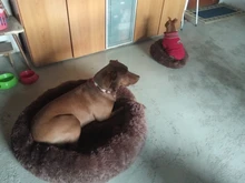 Pet-Mats House Sofa Dog-Bed Labrador Animals Plush Chihuahua Large Round Soft Coral Long