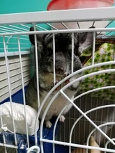 Pet-Hammock Nest Hamster Chinchilla-House Warm-Hanging Squirrel Small Double-Layer Sleeping-Bed