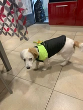 Chaleco impermeable para perros grandes y pequeños, abrigo cálido de invierno para cachorros, ropa para mascotas, 4XL, 5XL, nuevo