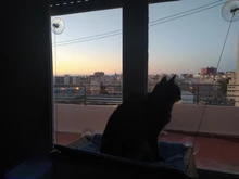 Cama que cuelga de la ventana para mascotas, 20kg, hamaca para gato y mascota, asiento tipo estante