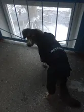 Dog-Coat Winter HOOPET for Dogs Clothing Warm Christmas Big