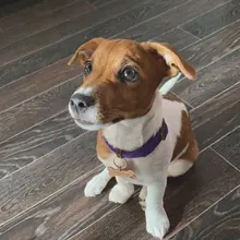 Collar ajustable con lazo para perro, accesorio para cachorro, gato, Honda, regalo de Navidad