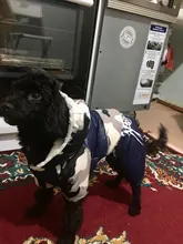 Coats Jacket French Bulldog Waterproof Pet-Dog Small-Dogs Chihuahua Winter Warm for Pets-Clothing