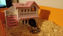 Sleeping-House Hamster Nest Animal-Supplies Small Luxury Home Cage Pet Wooden Hideout