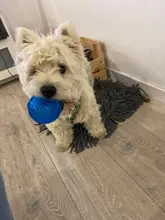 Squeaky Toy Toothbrush Molar-Toys Dog-Chew-Toy Dog Rubber for Perro Juguetes Pet-Dog