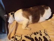 Nuevo lindo Collar campana para gatos Collar de perro Teddy Bomei perro de dibujos animados divertido huella collares lleva Cat accesorios Animal productos