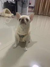 Vest Leash-Set Puppy-Harness Dog No-Pull French-Bulldog Pet-Chihuahua Small Padded Adjustable