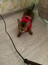 Arnés y correa reflectantes para gato, ropa transpirable a prueba de Escape para mascotas, chaleco ajustable de fácil Control