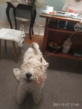 Collares de luz LED para perros de compañía, collares luminosos recargables y parpadeantes para perros de noche, Collar luminoso USB, decoración para el cuello que brillan en la oscuridad