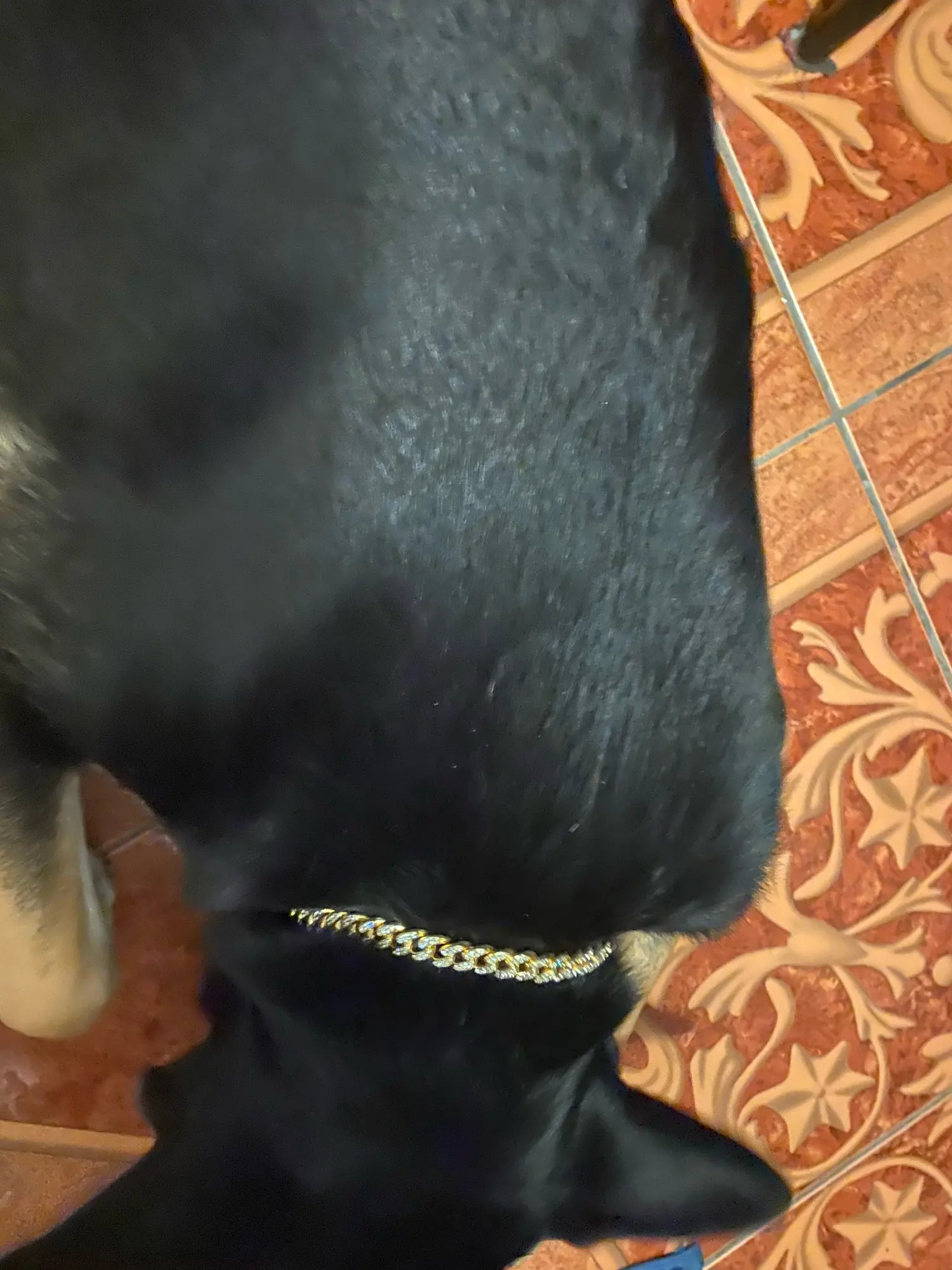 Diamante Dog Collar photo review