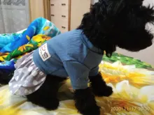 Dog-Dress Dogs-Skirt Yorkshire Summer Chihuahau Dot 