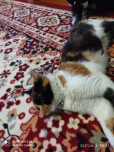 Collar de gato personalizado con estampado, Collar de gatito personalizado de liberación rápida con campana grabada, accesorios para gatos domésticos