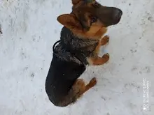 Arnés ajustable para perros medianos y grandes, chaleco reflectante de entrenamiento para caminar, sin tirones, para mascotas