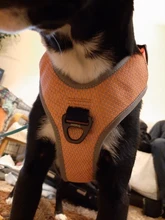 Pet-Harness Truelove Walk Padded Seat-Belt Handle Reflective-Dog Adjustable Small Soft