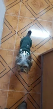 Sweatshirt Coat Puppy Yorkies Dog Chihuahua Cotton Fish-Bone-Print for Small Cats Cozy