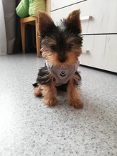 Harness-Leash Vest Traction-Rope Chest-Strap Adjustable with L/XL