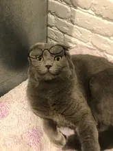 Glasses Props-Accessories Pet-Products Pet-Supplies Photos Cat Little Toy for Dog Eye-Wear