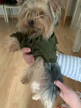 Chaqueta con capucha para gatos domésticos y perros, abrigo cálido para invierno, para perros medianos y pequeños, Chihuahua, ropa ligera