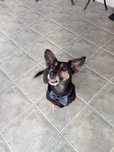 Pajarita ajustable para perro, accesorios para perros pequeños, medianos y grandes, lazo de cuello de mariposa ajustable para gato, cachorro, accesorios para gatos